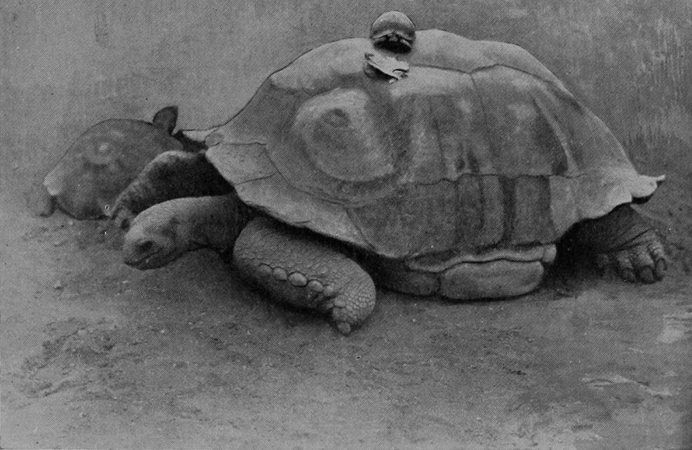 A GIANT TORTOISE WITH A EUROPEAN
    TORTOISE ON ITS BACK.