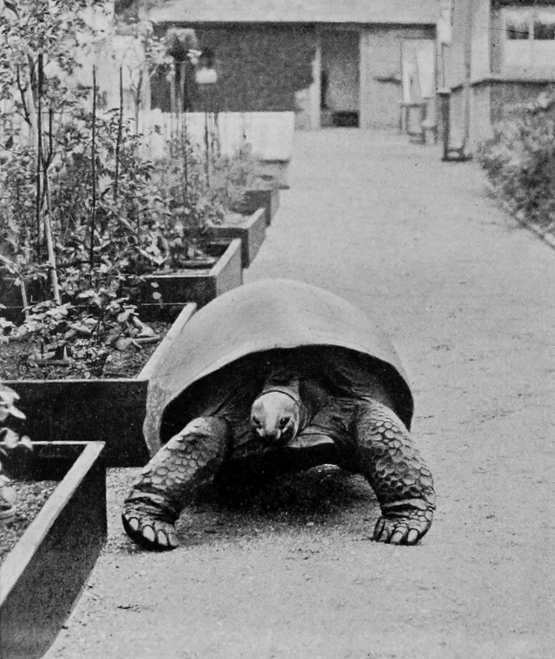 ELEPHANT-TORTOISE.