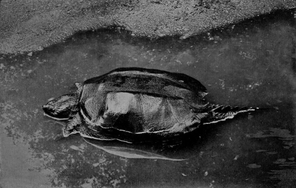 SNAPPING-TURTLE.