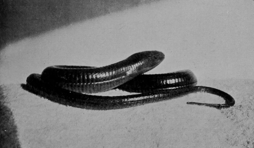 GLASS-SNAKE.
