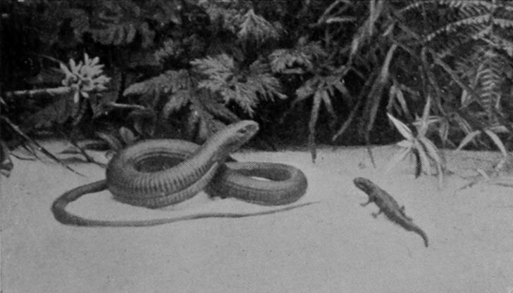 GLASS-SNAKE, OR SCHELTOPUSIK.