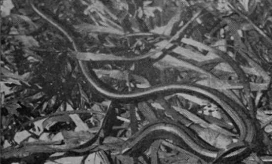 BLIND-WORM.