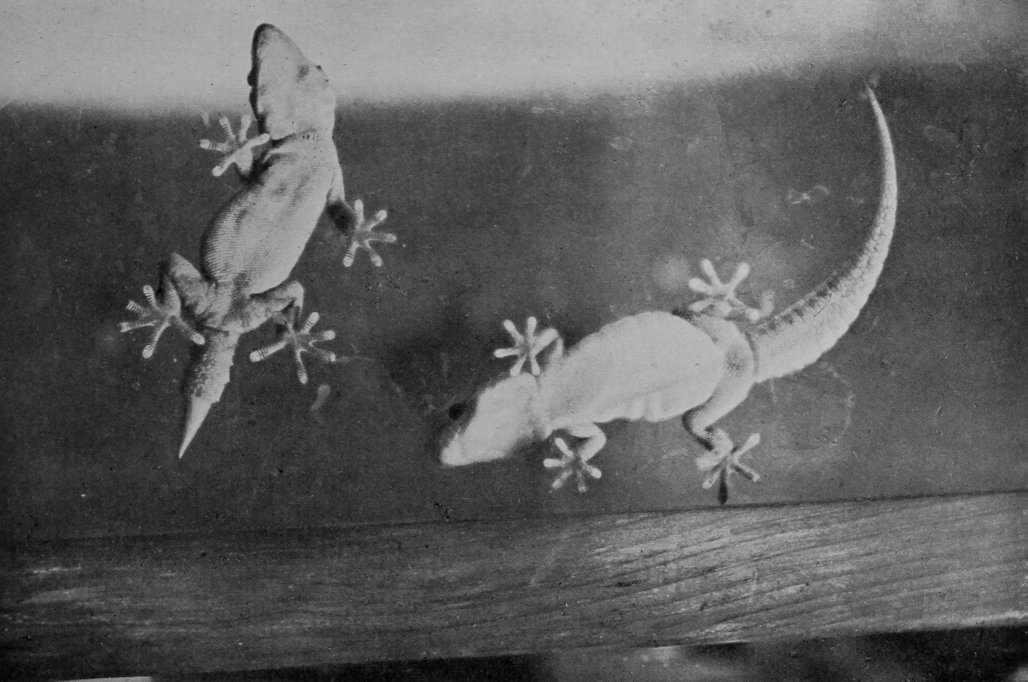 MADEIRAN GECKOS.