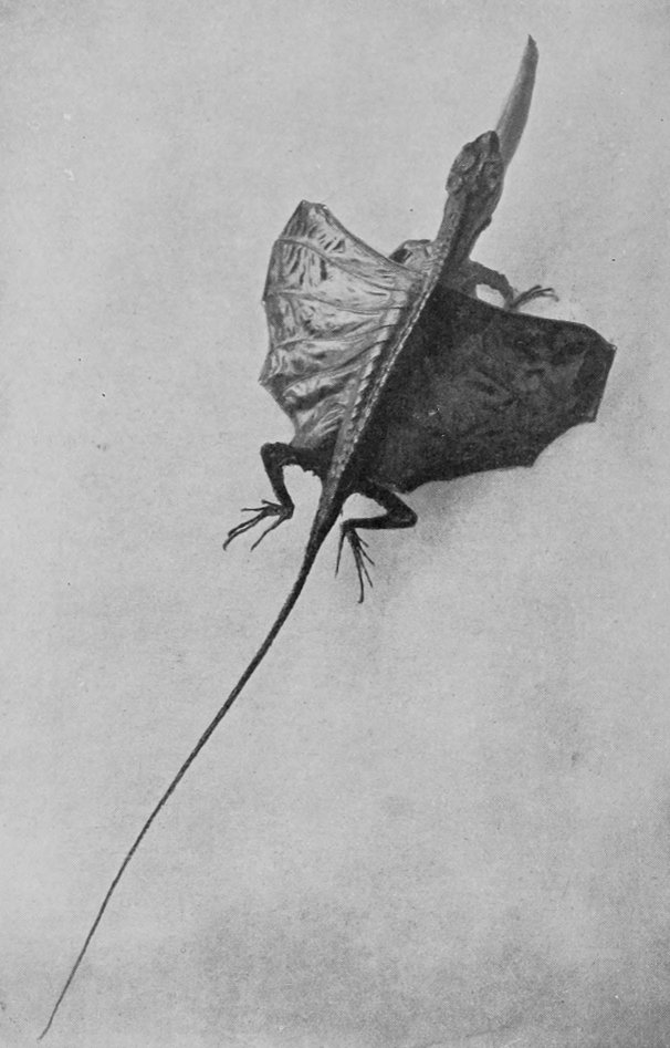 FLYING-DRAGON OF JAVA.