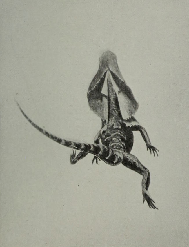 FRILLED LIZARD RUNNING ON ITS HIND LEGS
    (VIEW FROM THE REAR).