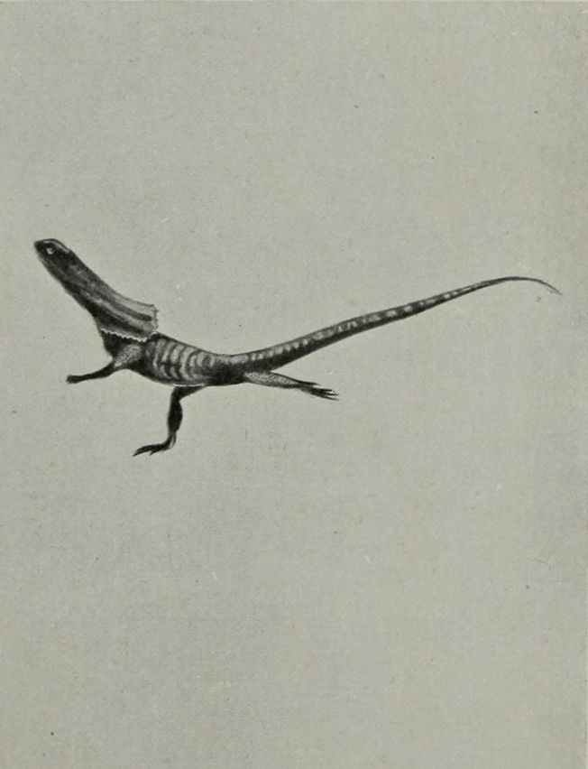FRILLED LIZARD RUNNING ON ITS HIND LEGS
    (BROADSIDE VIEW).