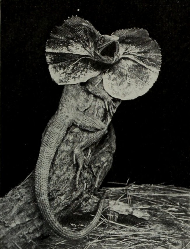 FRILLED LIZARD AT BAY WITH EXPANDED
    FRILL.