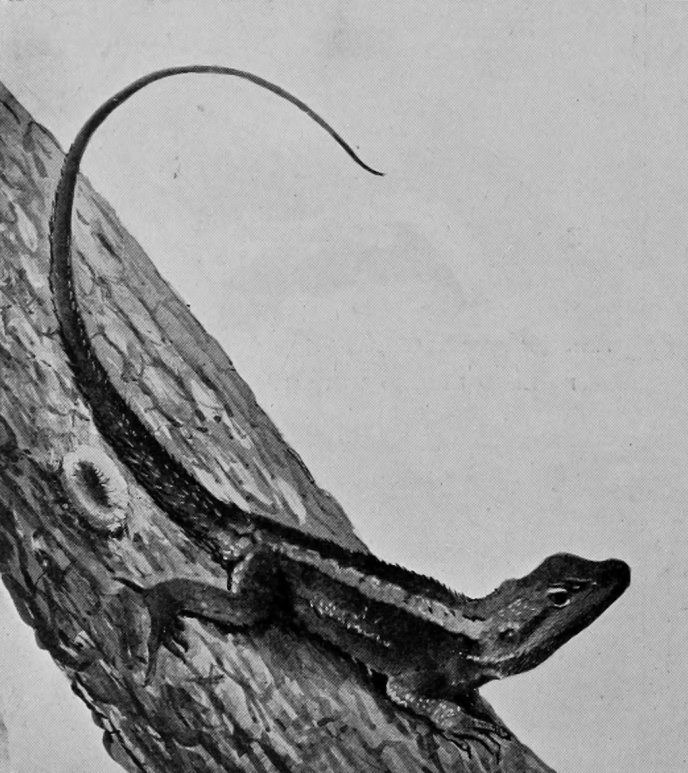 AUSTRALIAN TREE-LIZARD.