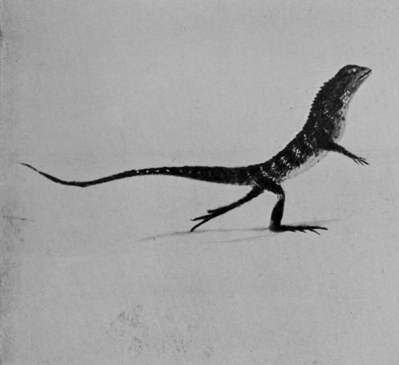 AUSTRALIAN WATER-LIZARD.