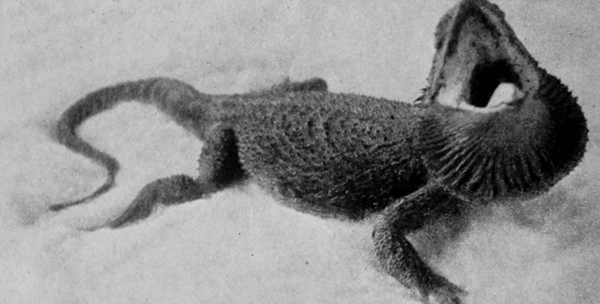BEARDED LIZARD.