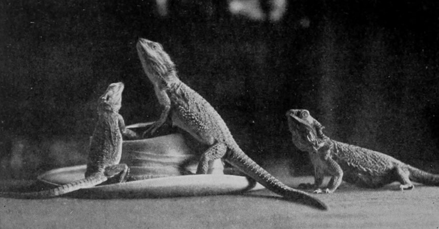 AUSTRALIAN JEW OR BEARDED LIZARDS.