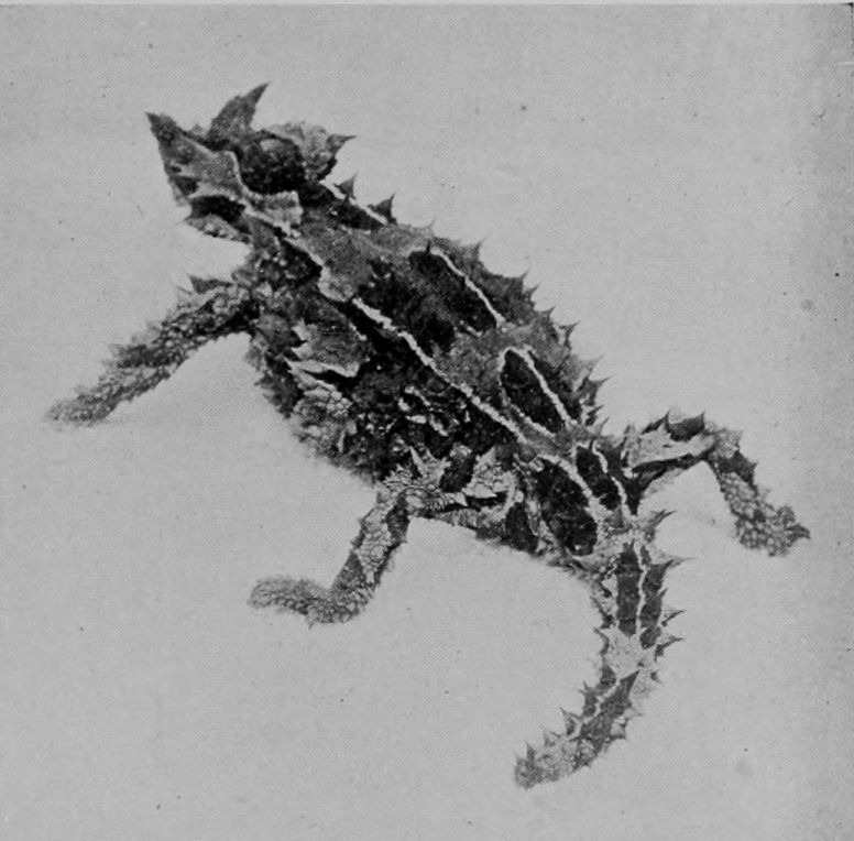 SPINOUS LIZARD, OR MOUNTAIN-DEVIL.