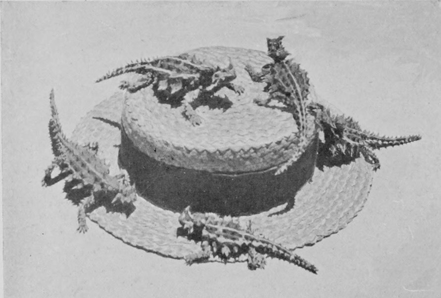 A GROUP OF MOUNTAIN-DEVILS OF CENTRAL
    AUSTRALIA.