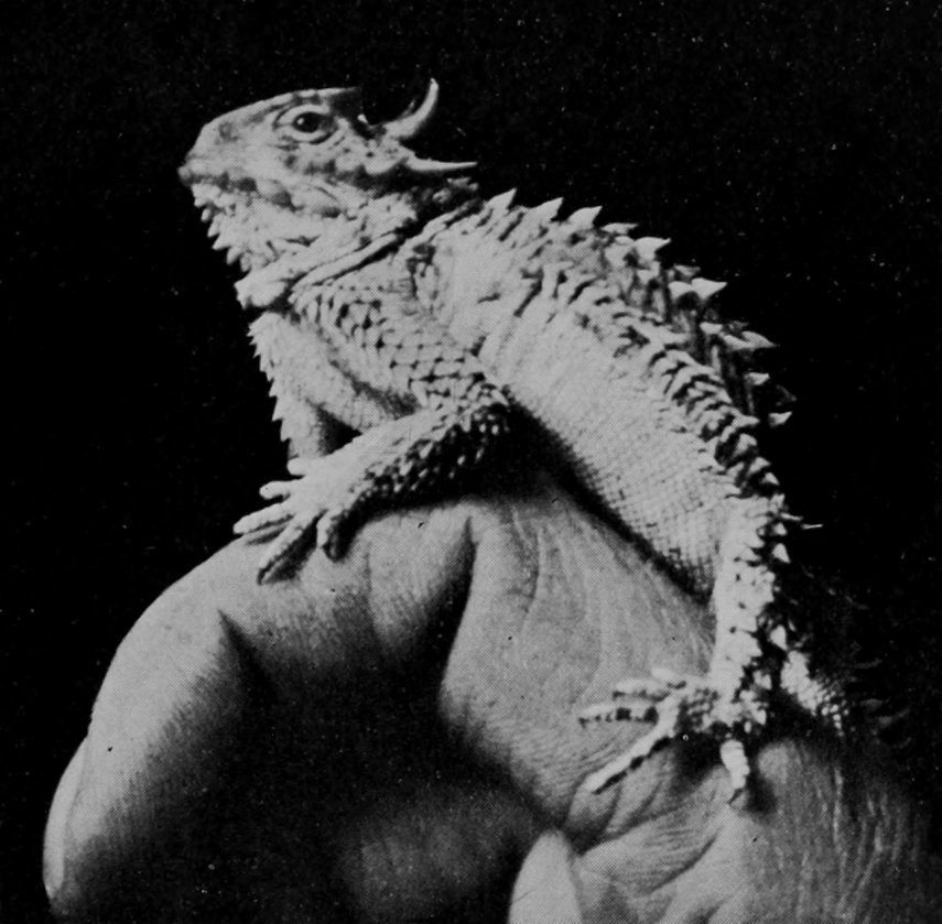 HORNED TOAD.