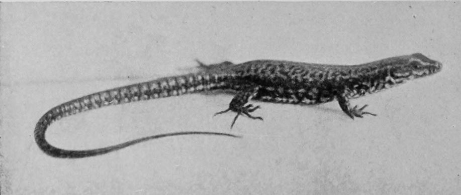 WALL-LIZARD.