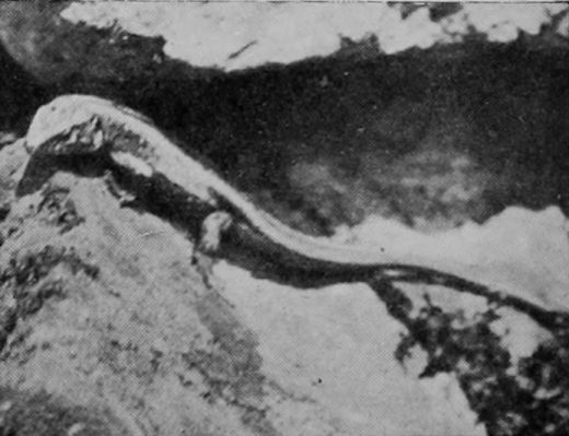 SMALL VIVIPAROUS LIZARD.