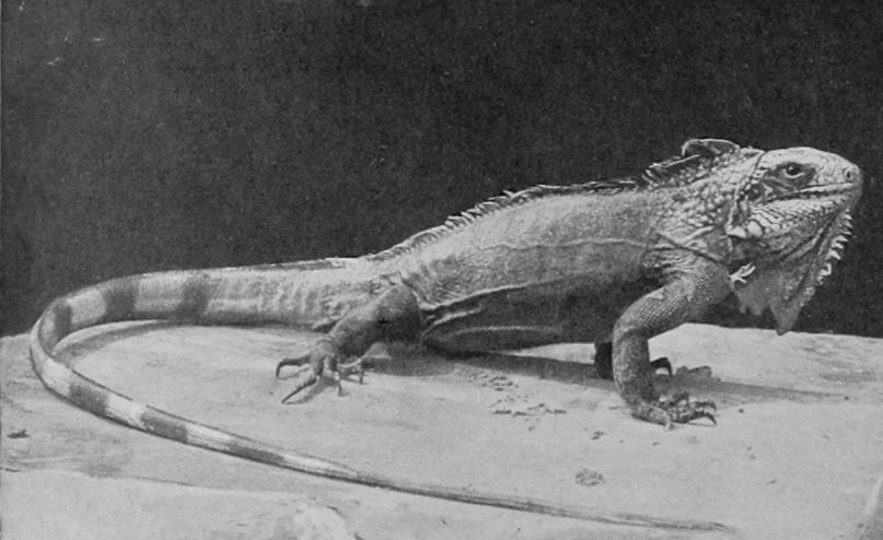TUBERCULATED IGUANA.