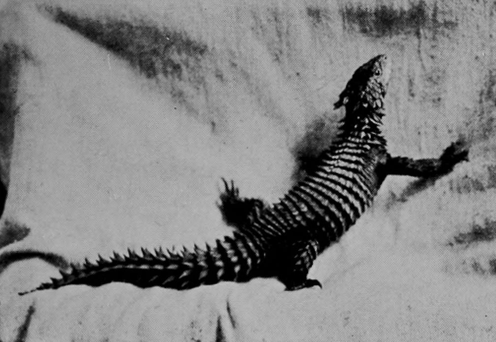 SOUTH AFRICAN GIRDLED LIZARD.
