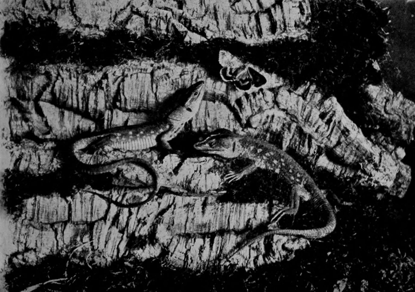 OCELLATED LIZARDS AT HOME.