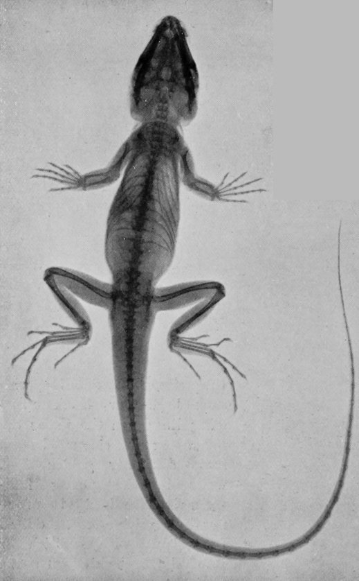 RÖNTGEN RAY PHOTOGRAPH OF OCELLATED
    LIZARD.