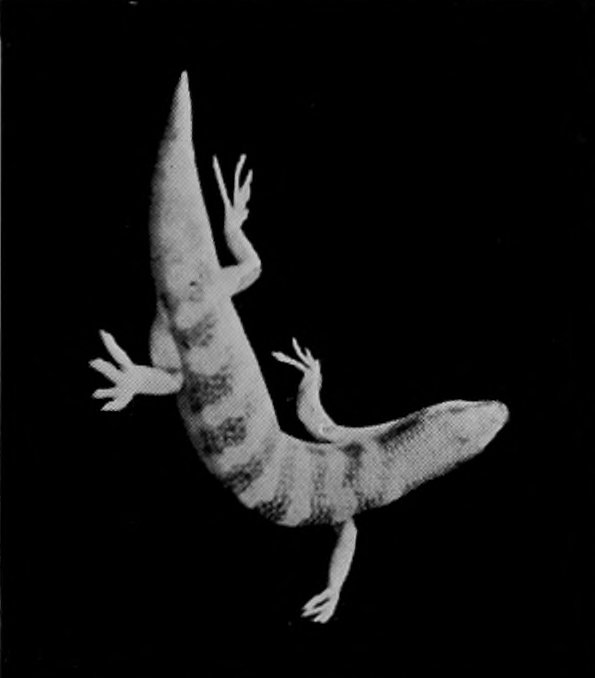 COMMON SKINK.