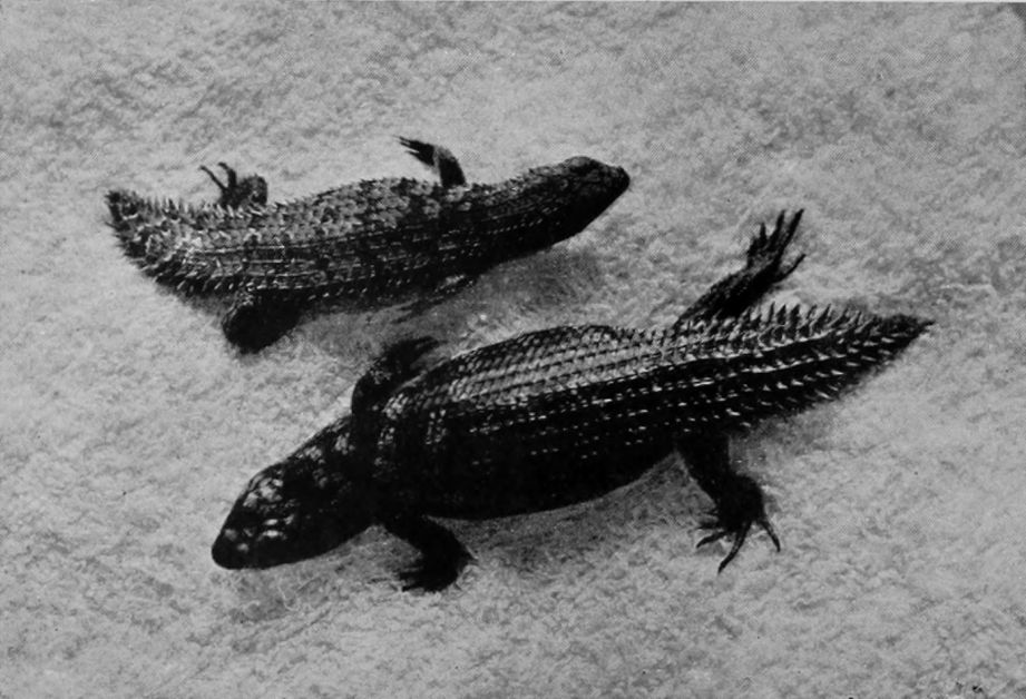 SPINE-TAILED LIZARDS, WESTERN AUSTRALIA.
