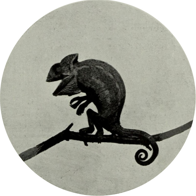 A CHAMÆLEON IN A RAGE.
