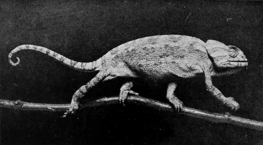COMMON CHAMELEON OF SOUTH EUROPE AND
    NORTH AFRICA.
