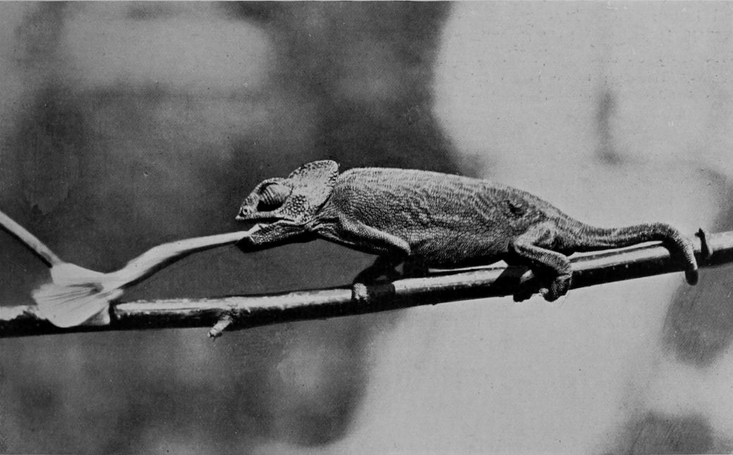 A PHOTOGRAPH OF A CHAMÆLEON IN THE ACT
    OF CATCHING A BUTTERFLY.