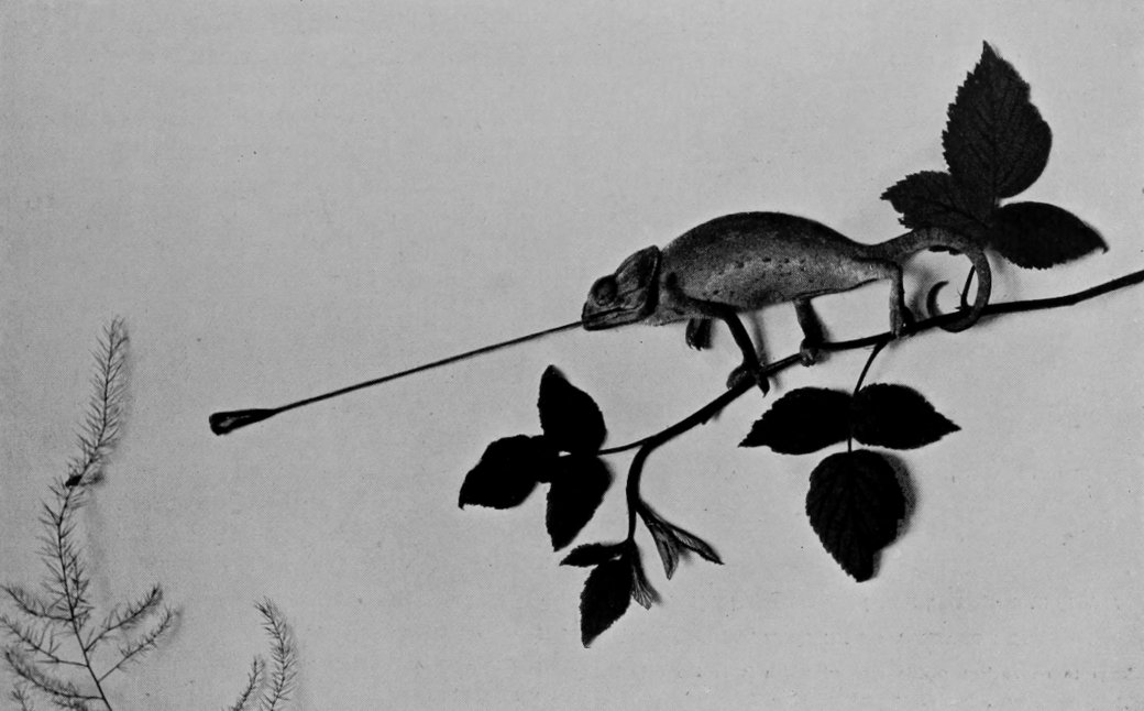 A CHAMÆLEON SHOOTING OUT ITS TONGUE TO
    CAPTURE A FLY.