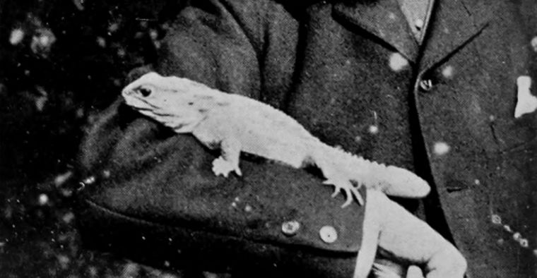 A TAME TUATERA.