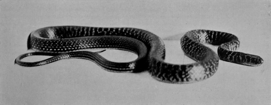 DARK GREEN SNAKE.