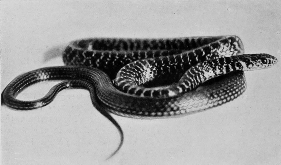 DARK GREEN SNAKE.