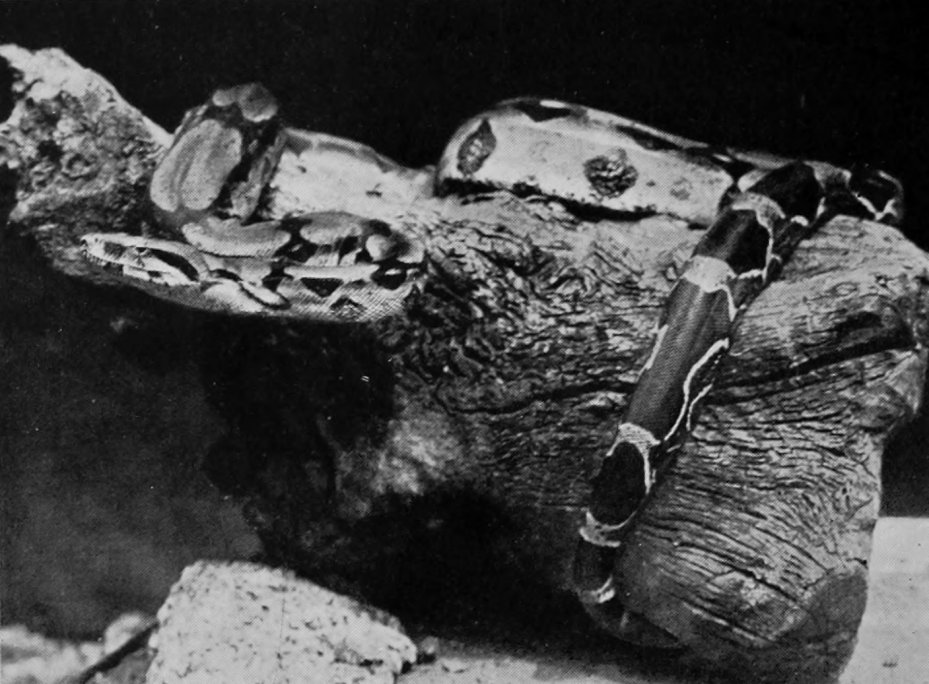 BOA-CONSTRICTOR READY TO STRIKE.