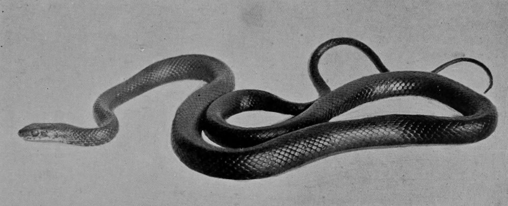 ÆSCULAPIAN SNAKE.