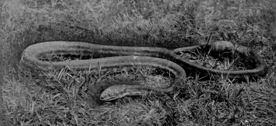 CARPET-SNAKE.