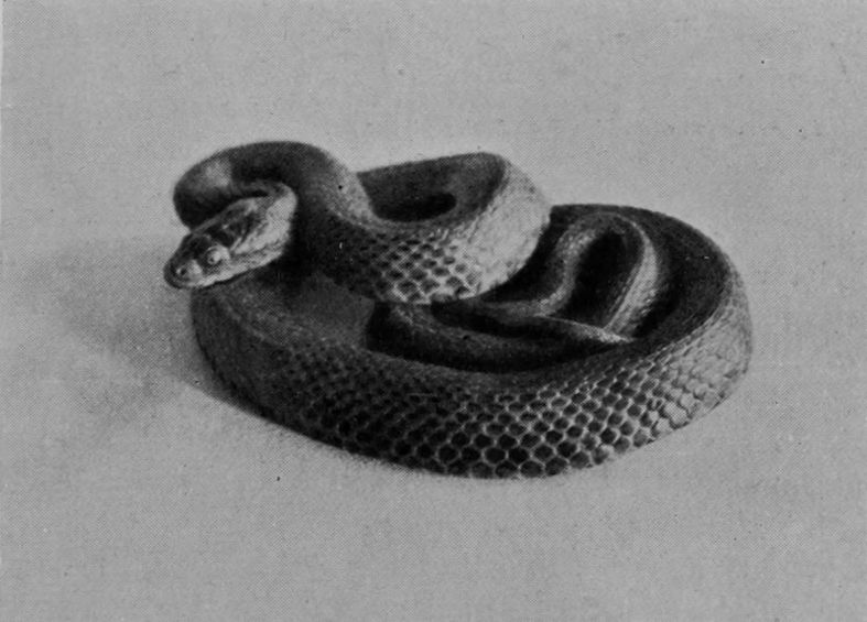 TESSELATED SNAKE.