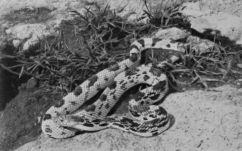 PINE-SNAKE.