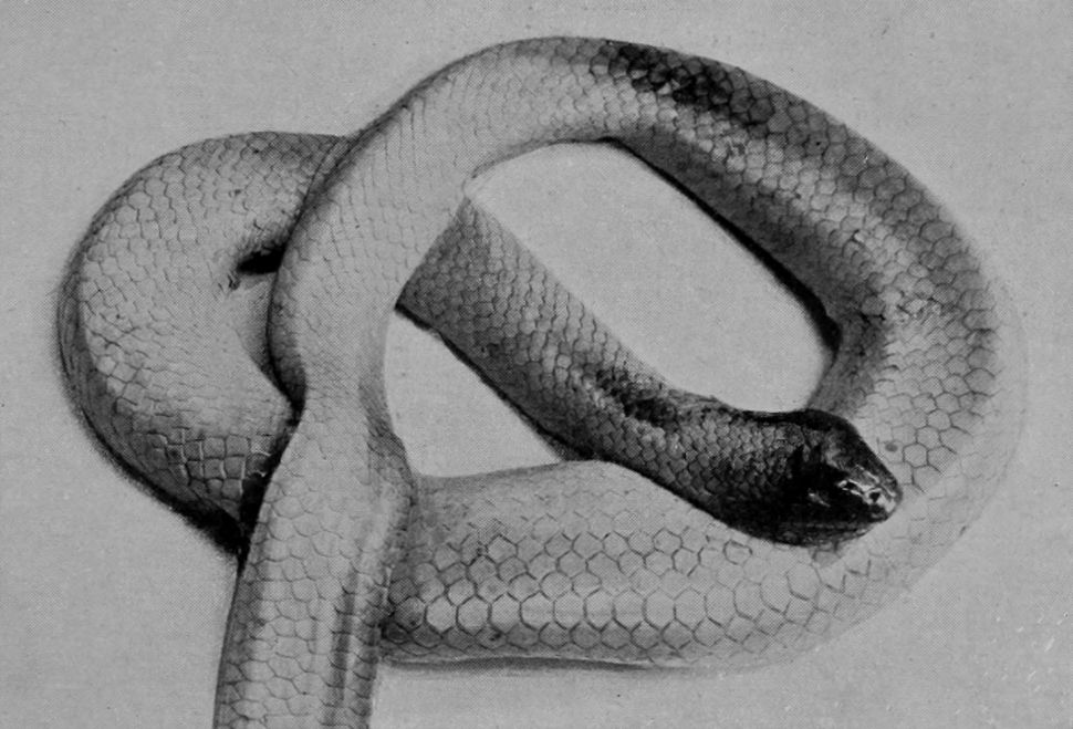 QUEENSLAND SEA-SNAKE.