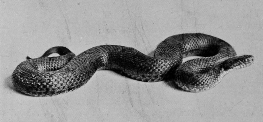 ENGLISH VIPER.