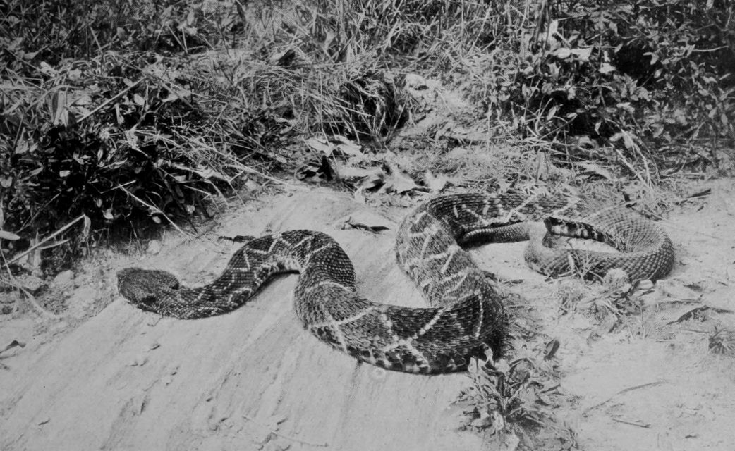 DIAMOND-BACK RATTLE-SNAKE.