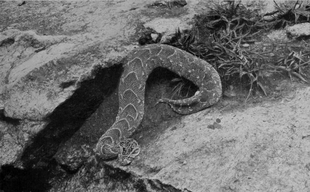 AFRICAN PUFF-ADDER.