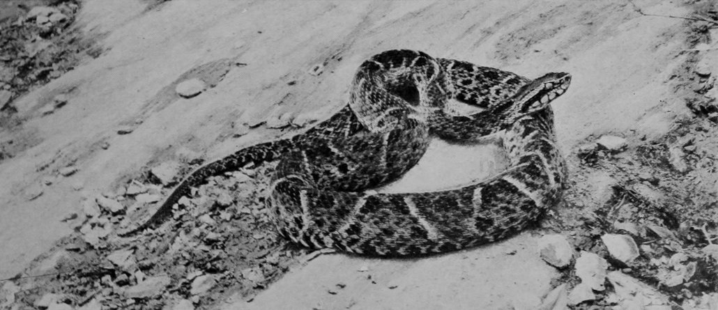 FER-DE-LANCE SNAKE.