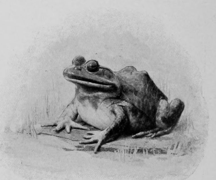 AMERICAN BULL-FROG.