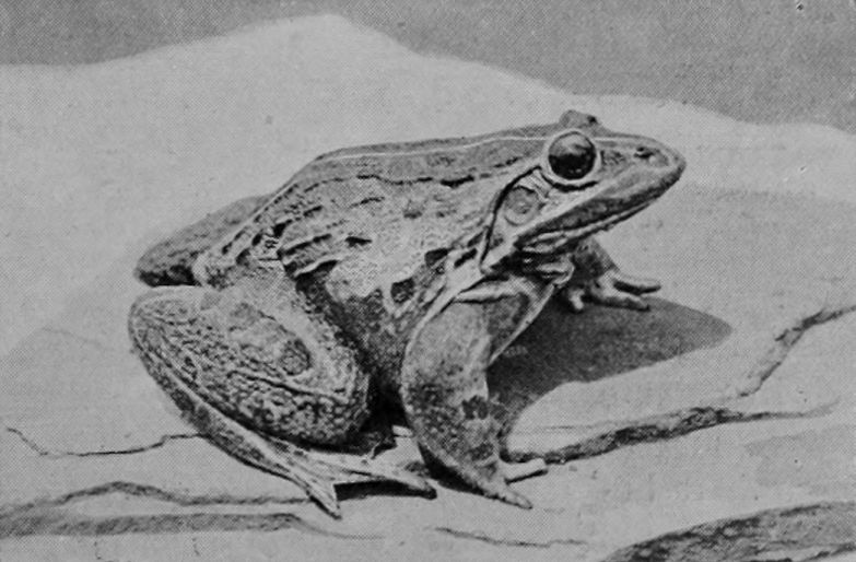 TIGER-LIKE FROG.
