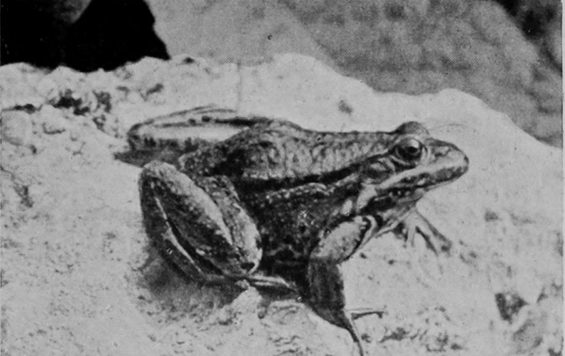 EDIBLE FROG.