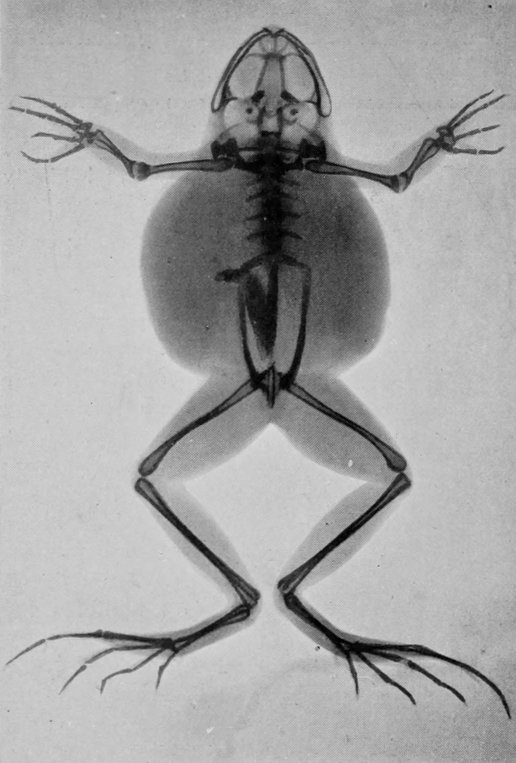 RÖNTGEN RAY PHOTOGRAPH OF COMMON FROG.