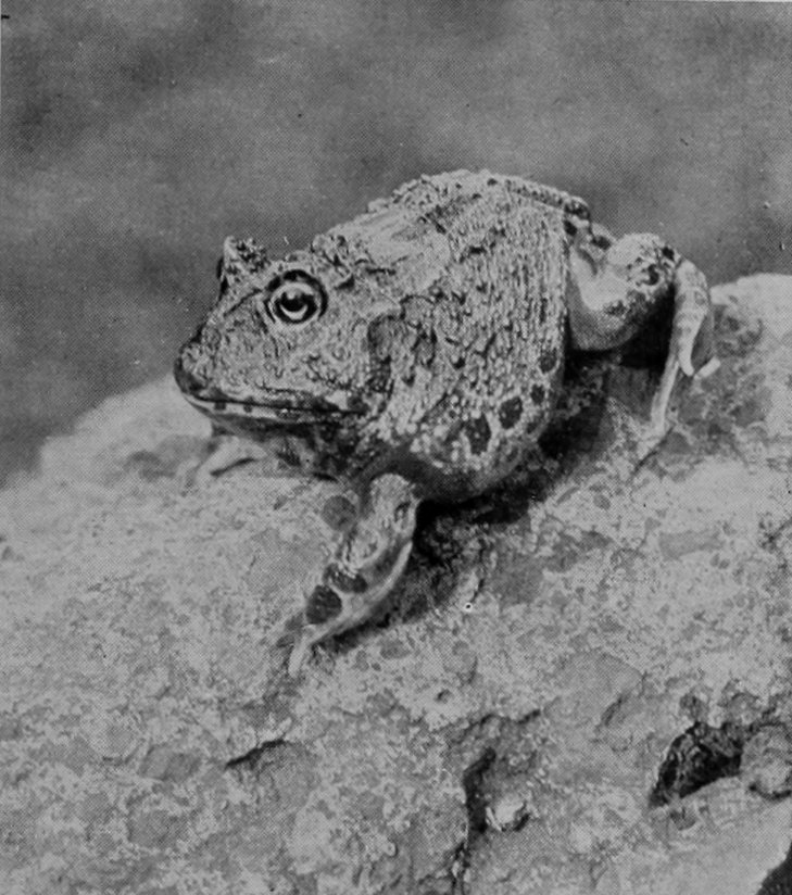 ORNAMENTED HORNED TOAD.