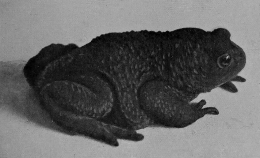 COMMON TOAD.