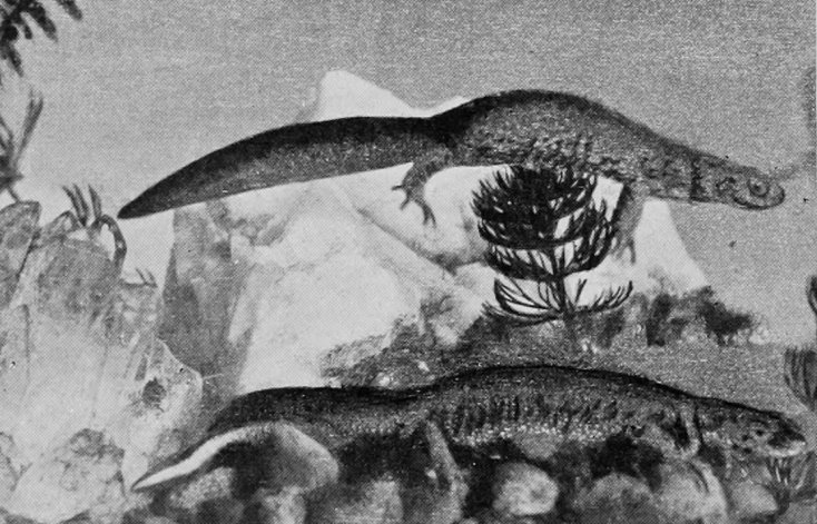 SMOOTH NEWT.